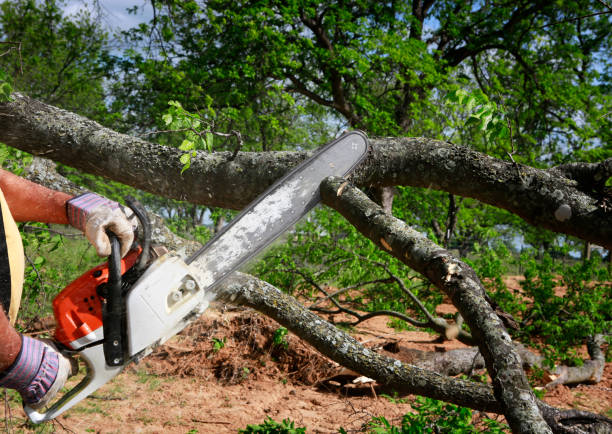 How Our Tree Care Process Works  in  Estes Park, CO